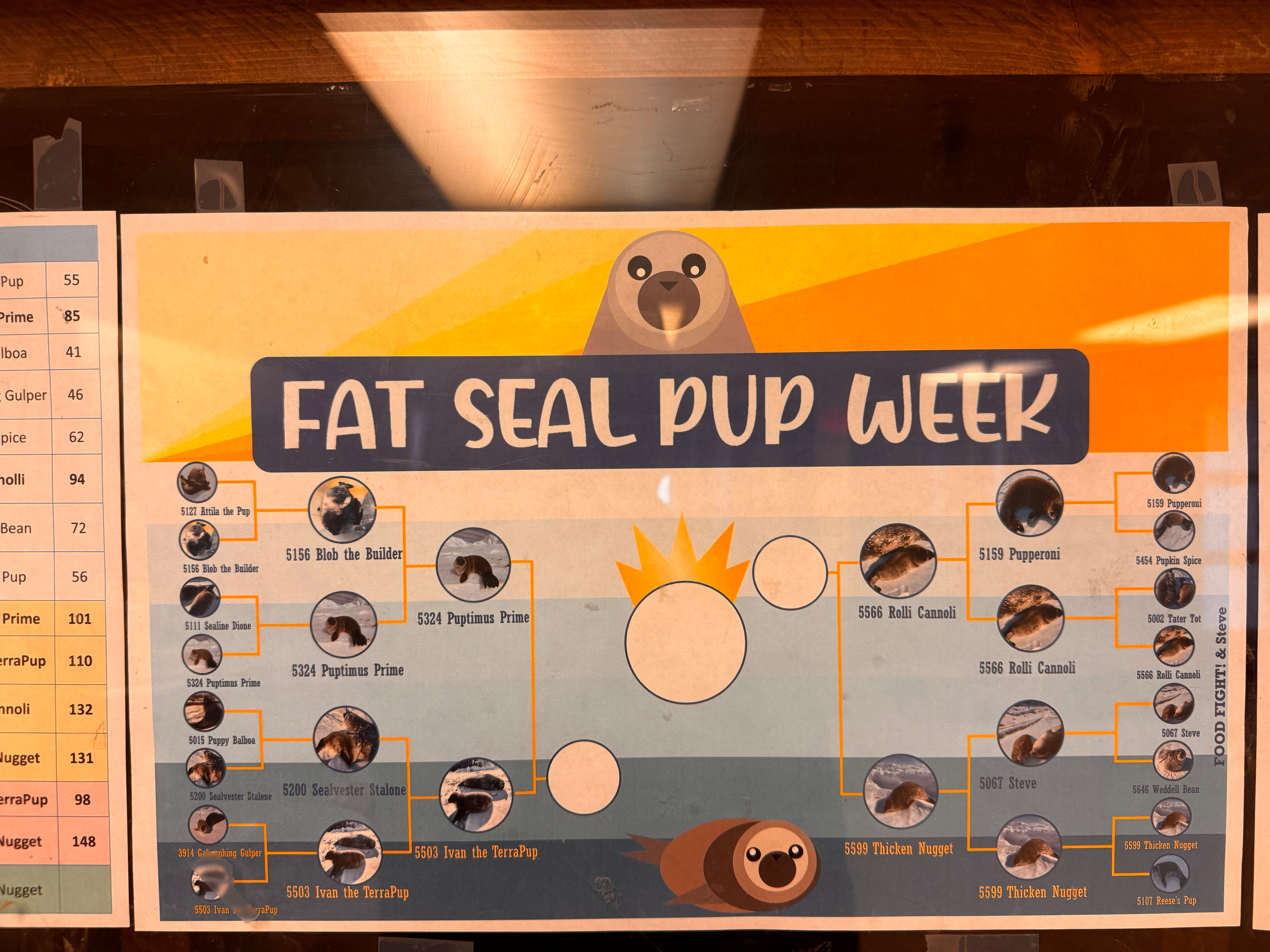Fat Seal Pup Week